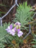 Plancia ëd Linaria capraria Moris & De Not.