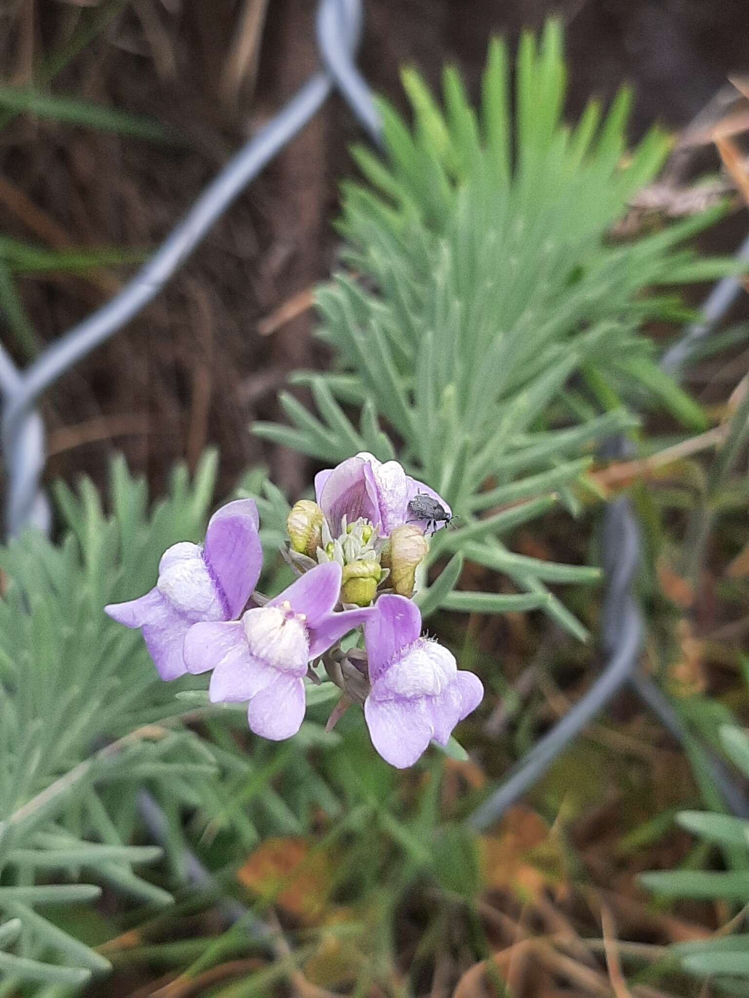 Plancia ëd Linaria capraria Moris & De Not.