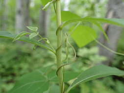 Image of American hogpeanut