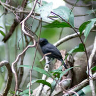 Image de Batara à épaulettes blanches