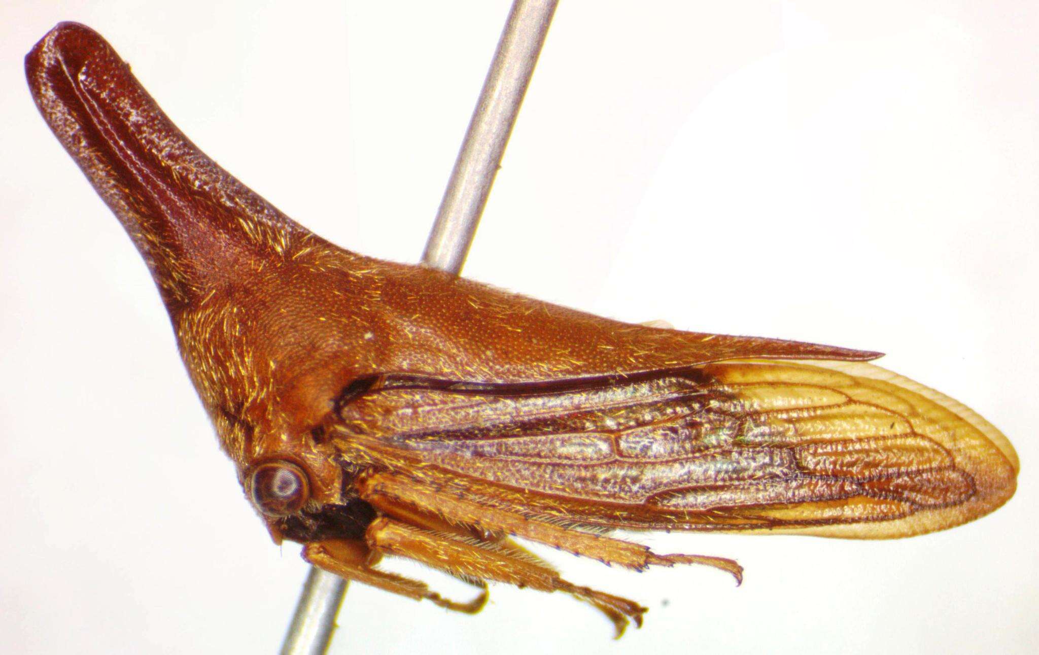 Aconophora laminata Fairmaire resmi