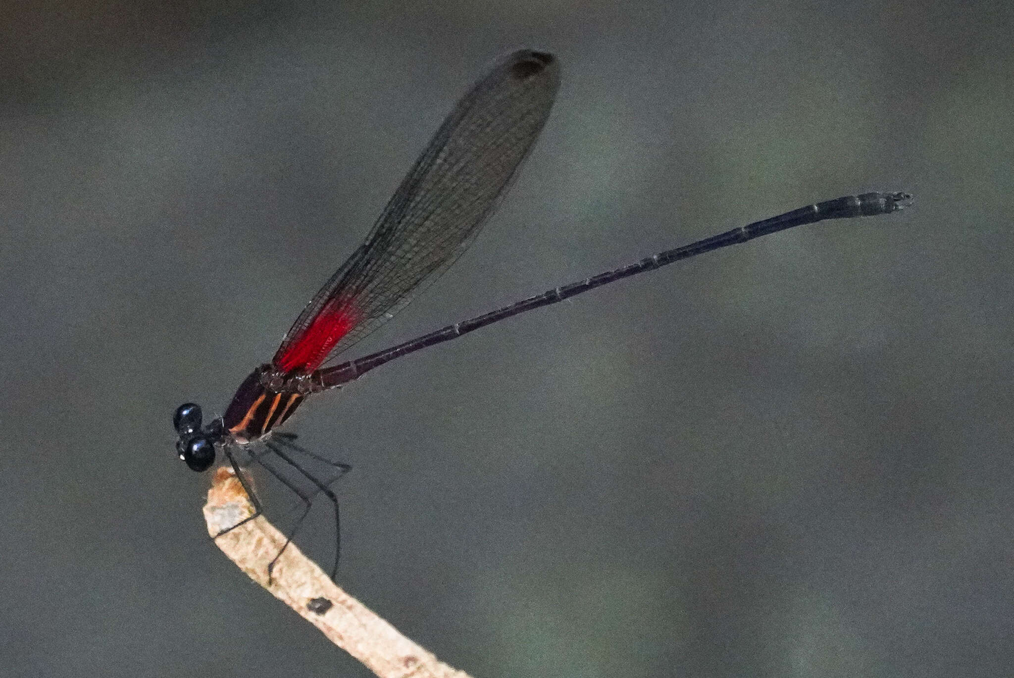 Image of Hetaerina fuscoguttata Selys 1878