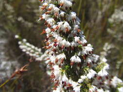 Image of Erica penicilliformis Salisb.