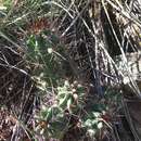 Image of Echinocereus arizonicus subsp. oldachiorum