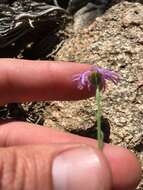 Слика од Erigeron clokeyi var. pinzliae G. L. Nesom