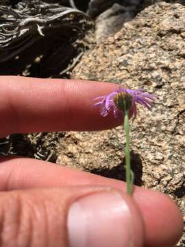 Image of Clokey's fleabane