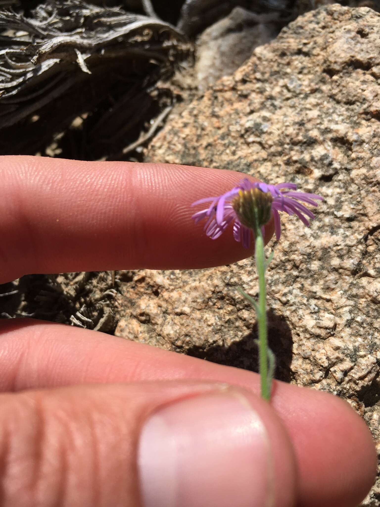 Слика од Erigeron clokeyi var. pinzliae G. L. Nesom