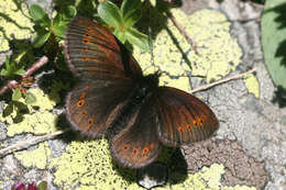 Image of Yellow-banded Ringlet