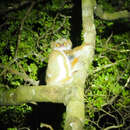 Image of Southern Woolly Lemur