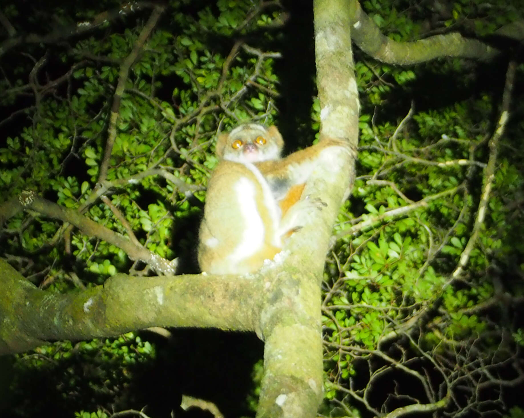 Image of Southern Woolly Lemur