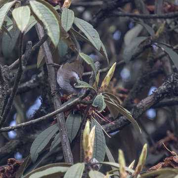 Image of White-browed Fulvetta