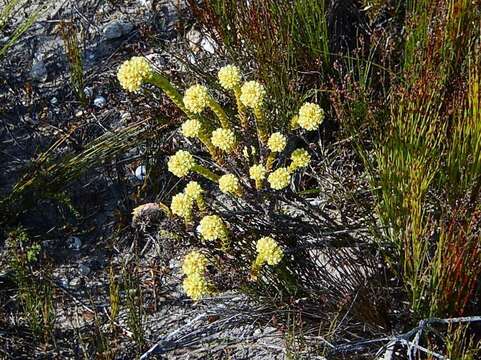 Image of Crassula subulata var. fastigiata (Schönl.) Tölken