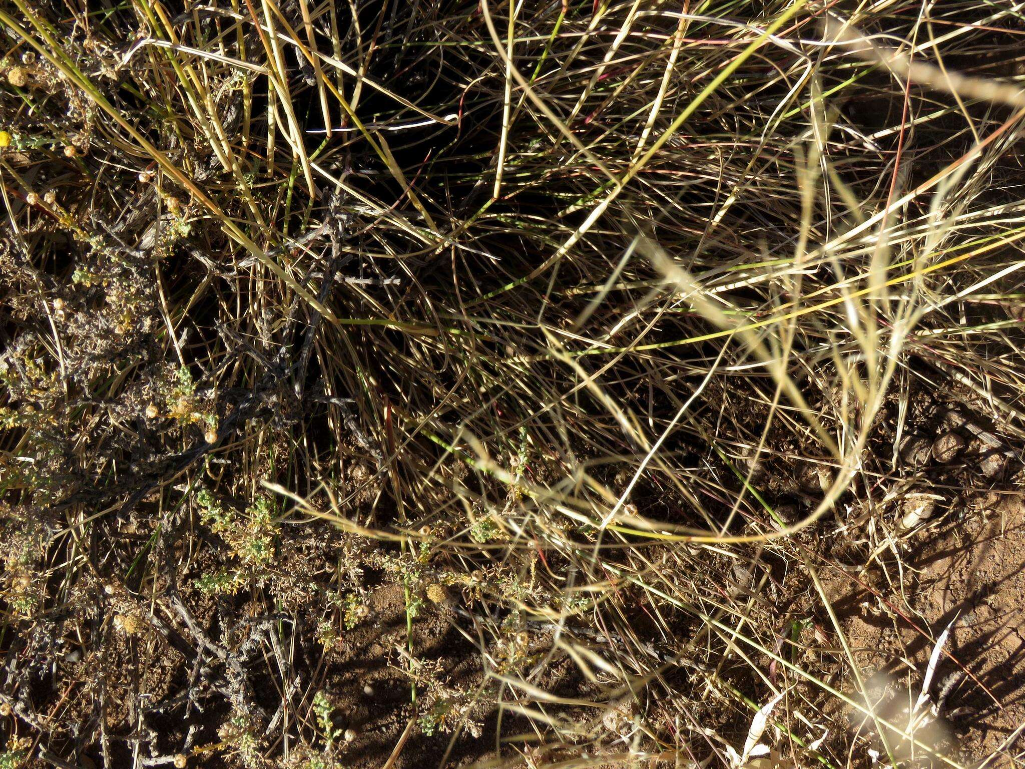 Image of Aristida diffusa Trin.