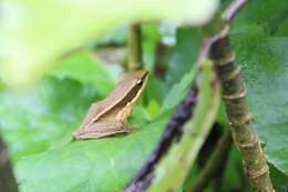 Image of Trivandrum frog