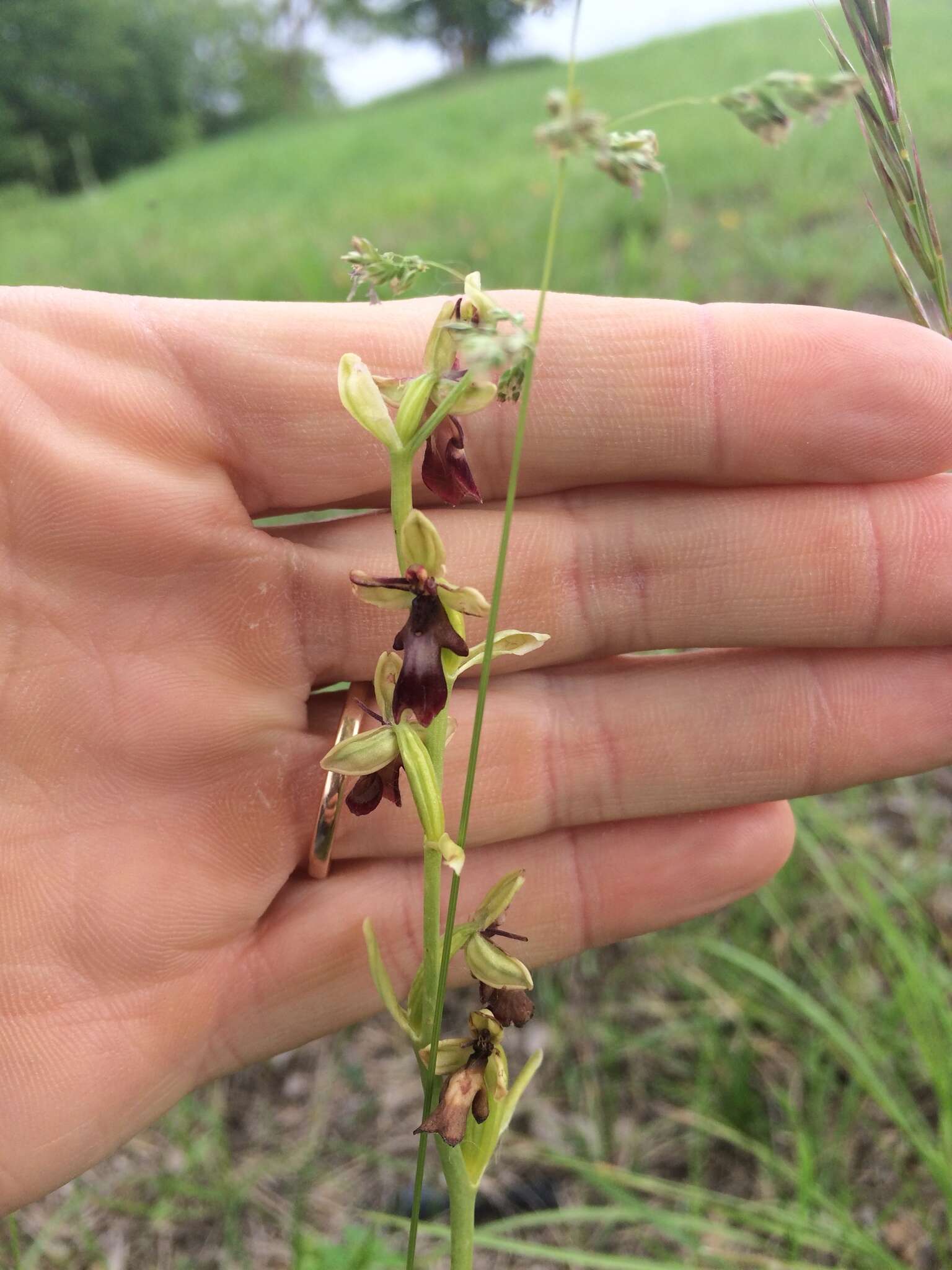 Слика од Ophrys insectifera L.