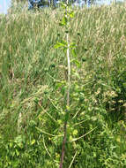 Image of Blue Ridge carrionflower