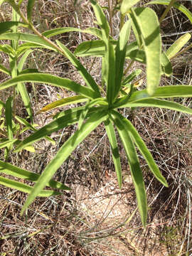 Image of Maximilian sunflower