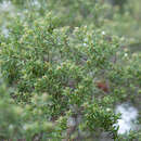 صورة Leucopogon obovatus subsp. revolutus (R. Br.) Hislop