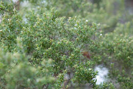 Plancia ëd Leucopogon obovatus subsp. revolutus (R. Br.) Hislop