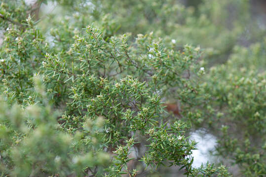 صورة Leucopogon obovatus (Labill.) R. Br.