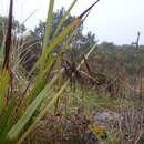 Image of Carex pichinchensis Kunth