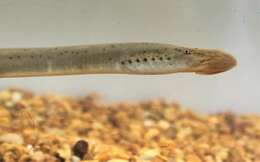 Image of Mountain Brook Lamprey