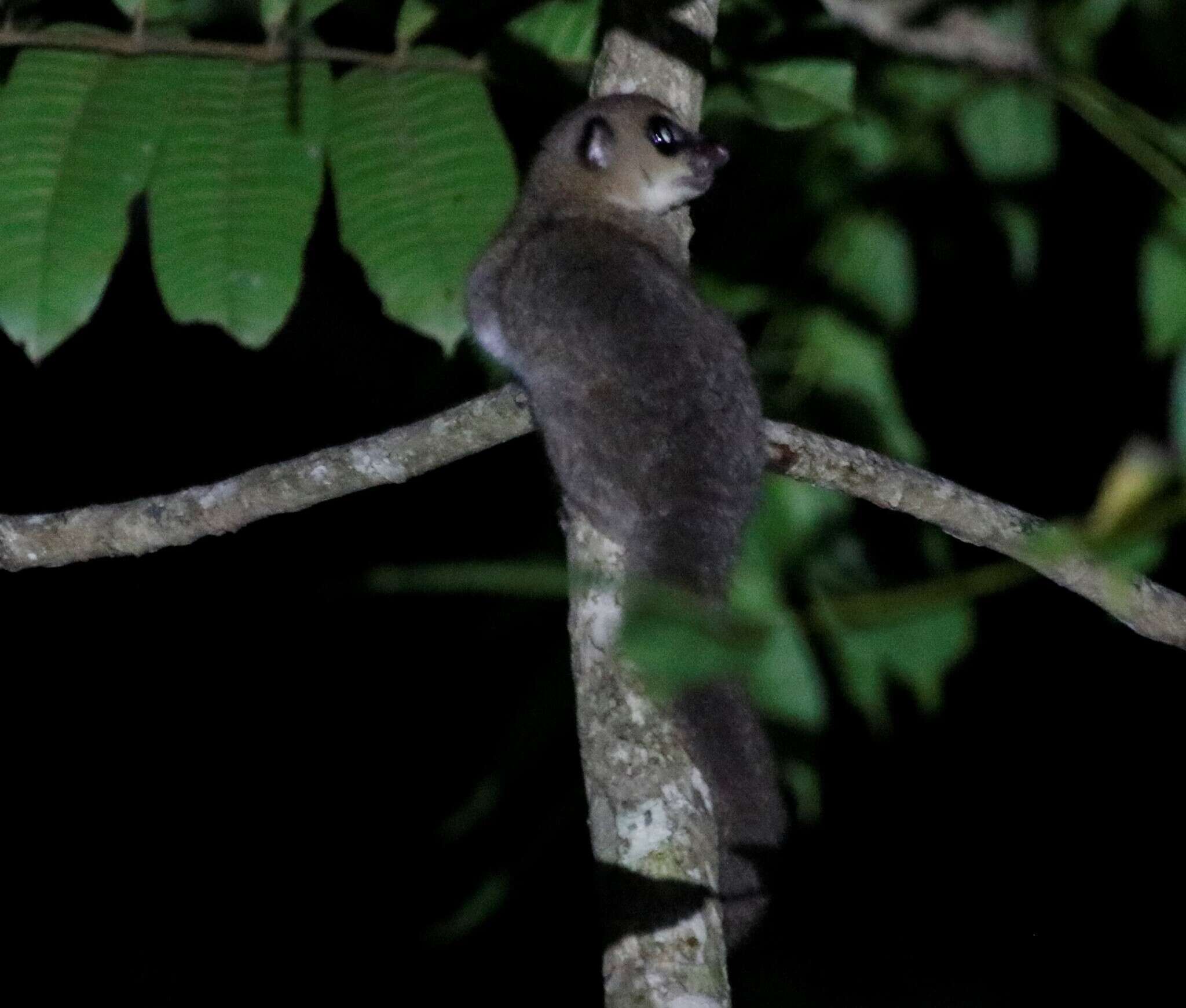 Image of Dwarf lemur