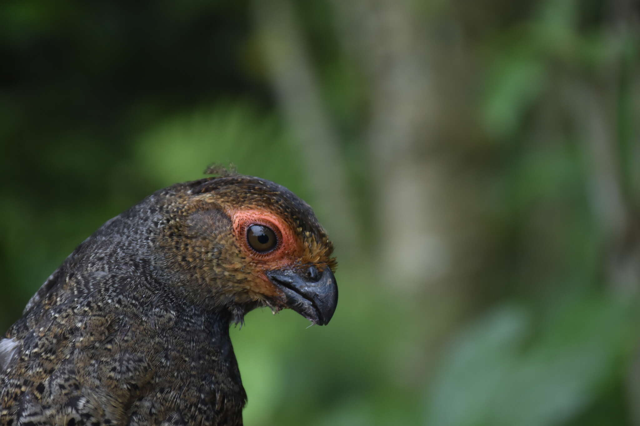 Image of Marbled Wood Quail