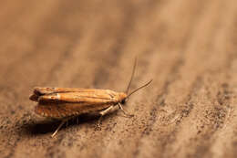 Image of Lathronympha