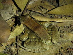 Image of Leptodactylus guianensis Heyer & de Sá 2011