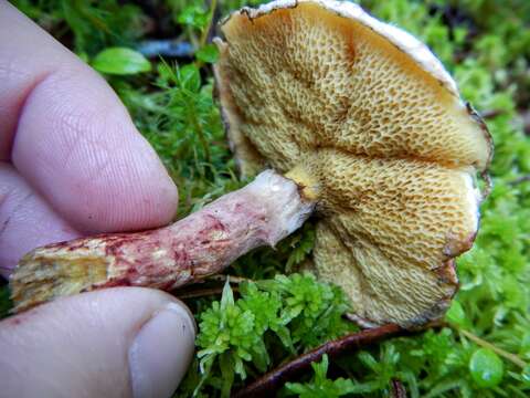 Image of Clinton’s boletus