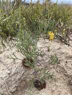 Imagem de Isopogon prostratus Mc Gill.