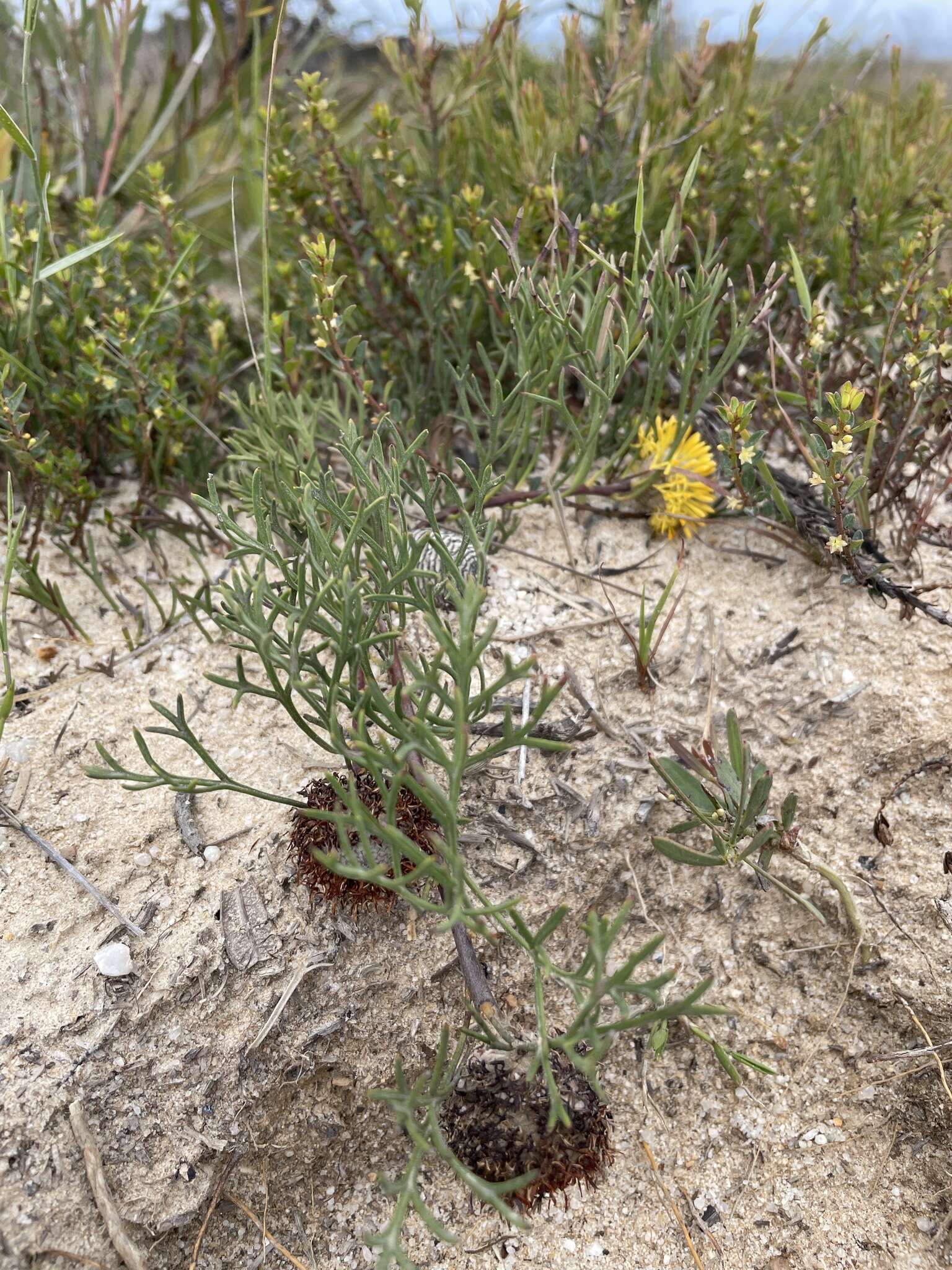 Imagem de Isopogon prostratus Mc Gill.