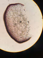 Image of gracilariopsis