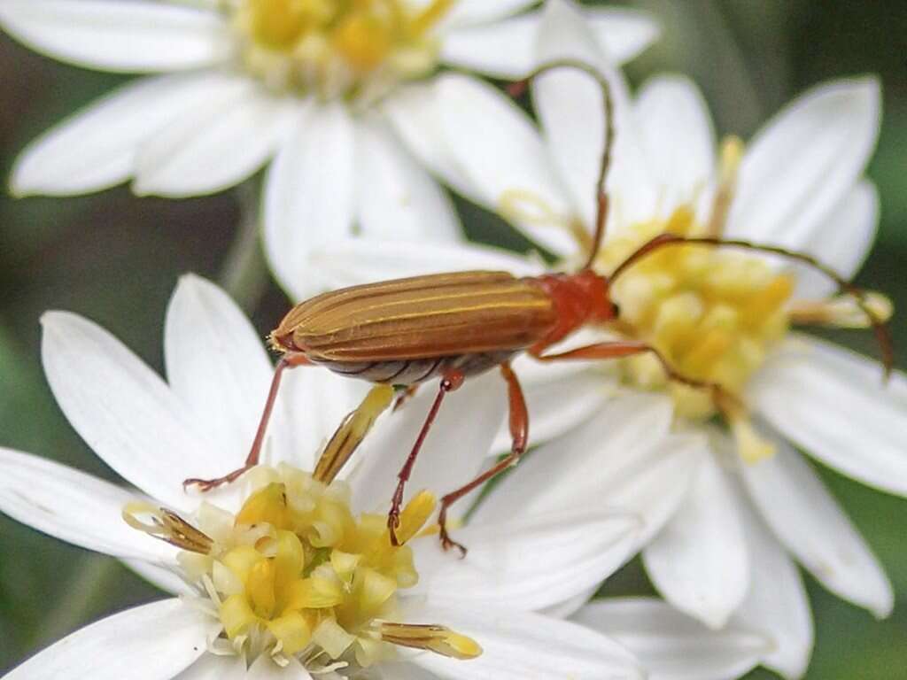 Image of Stenoderus concolor MacLeay 1826