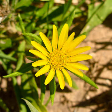 Image de Hirpicium gazanioides (Harv.) Roessler