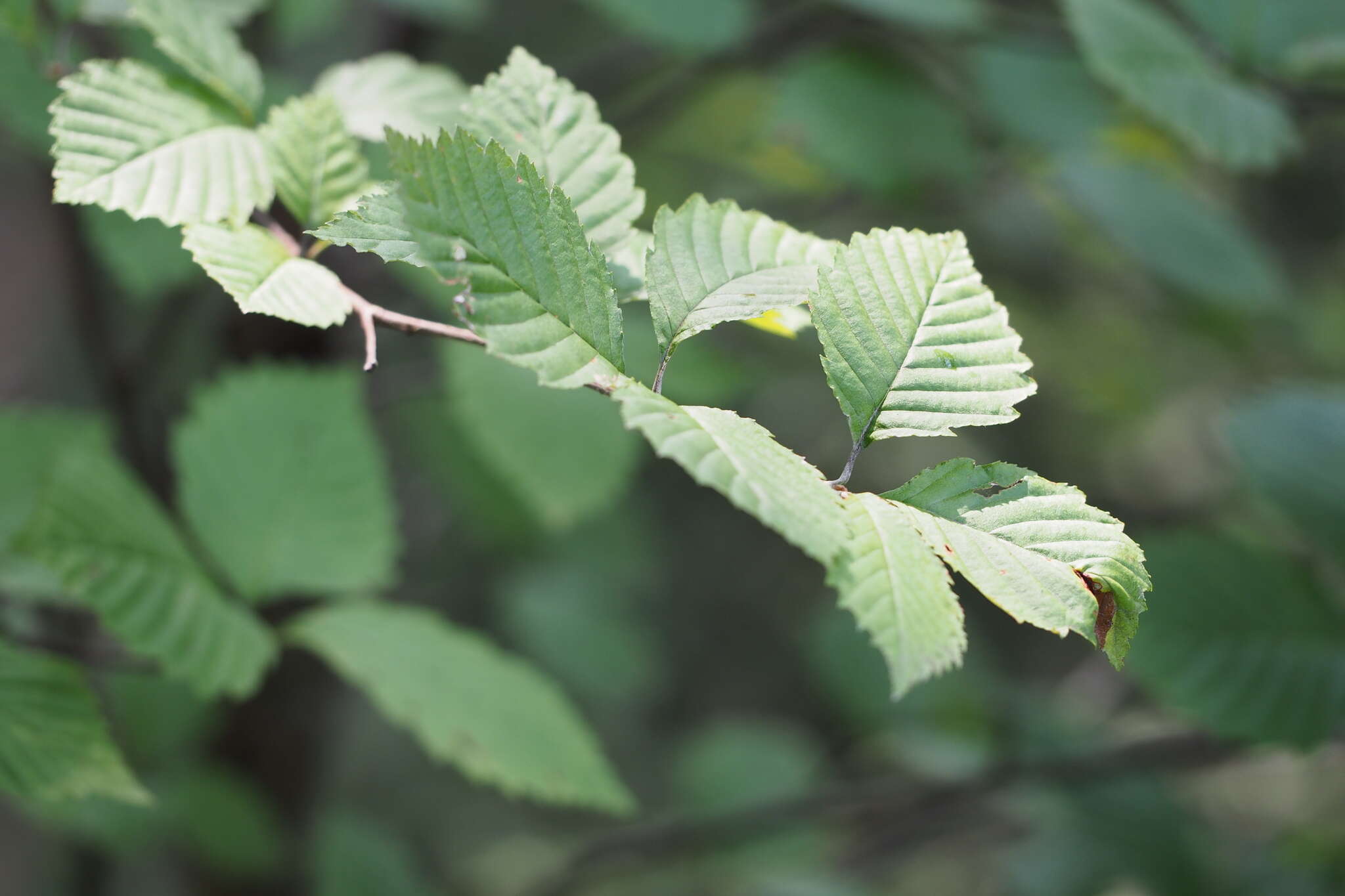 Sivun Micromeles japonica Koehne kuva