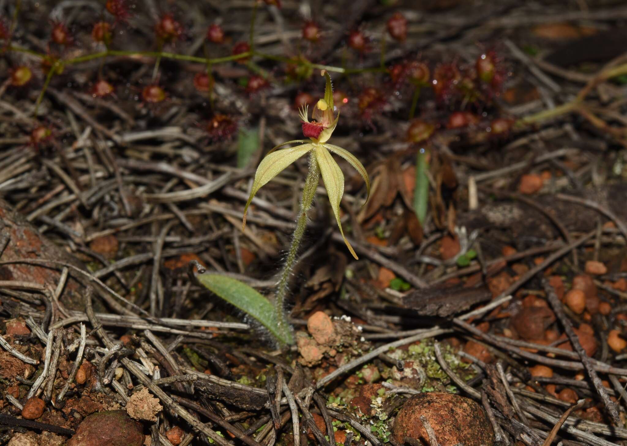 Image of Judy's spider orchid