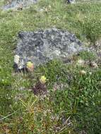 Image of northern Indian paintbrush