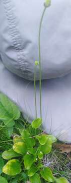 Image of largeleaf grass of Parnassus