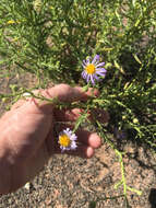 Imagem de Dieteria asteroides Torr.