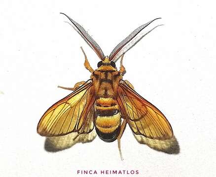 Image of Sarosa acutior Felder 1869