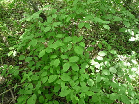 Image of Cornus sanguinea subsp. sanguinea