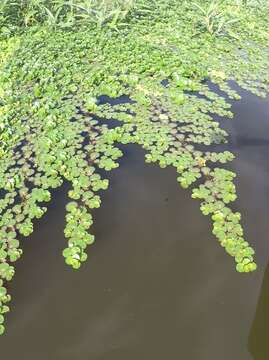 Image of Ludwigia helminthorrhiza (Mart.) Hara