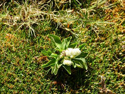 Image of Valeriana macrorhiza Poepp. ex DC.