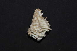 Image of Homalocantha oxyacantha (Broderip 1833)