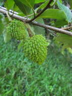 Image of Annona neosericea H. Rainer