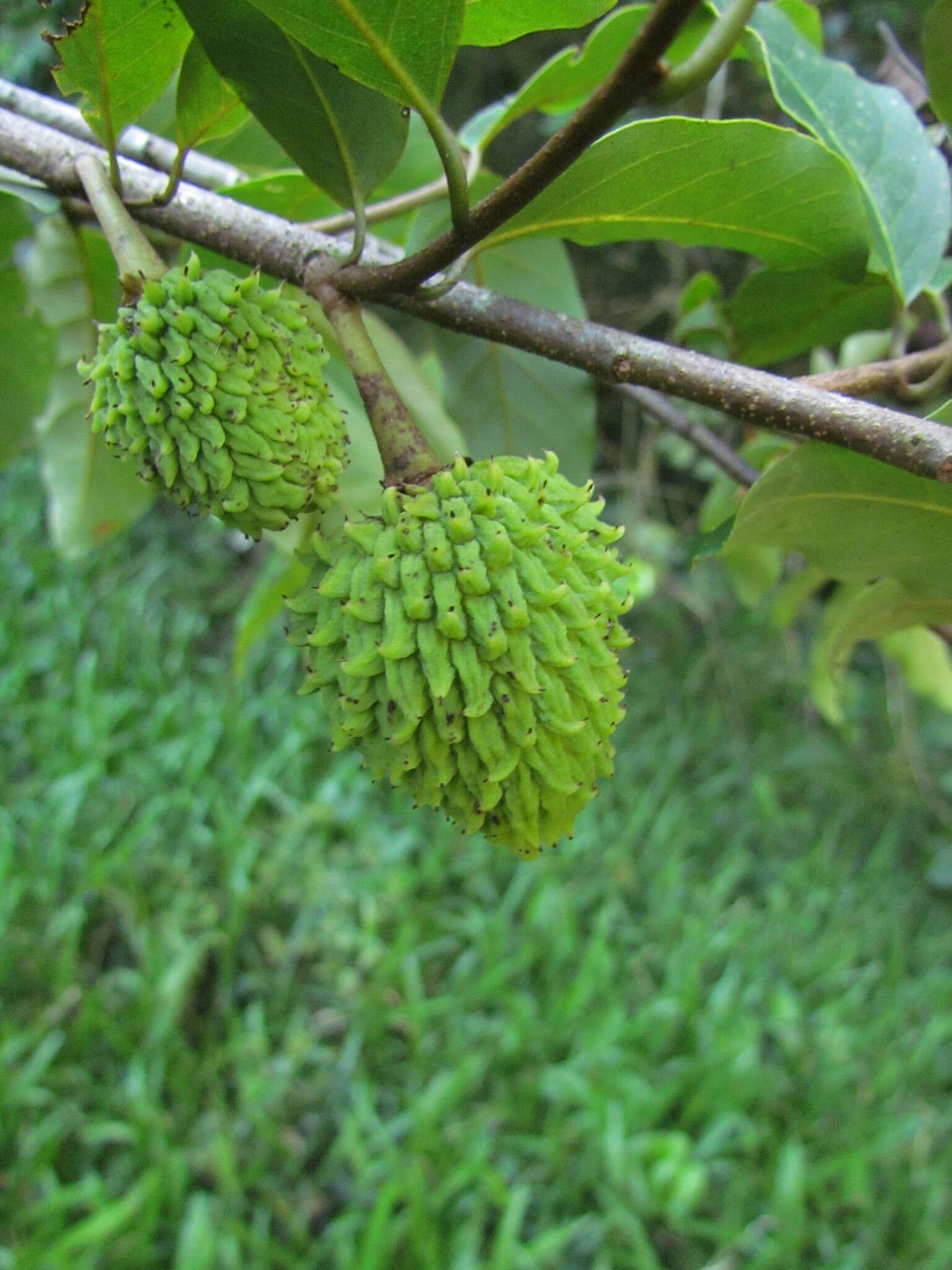 Image of Annona neosericea H. Rainer