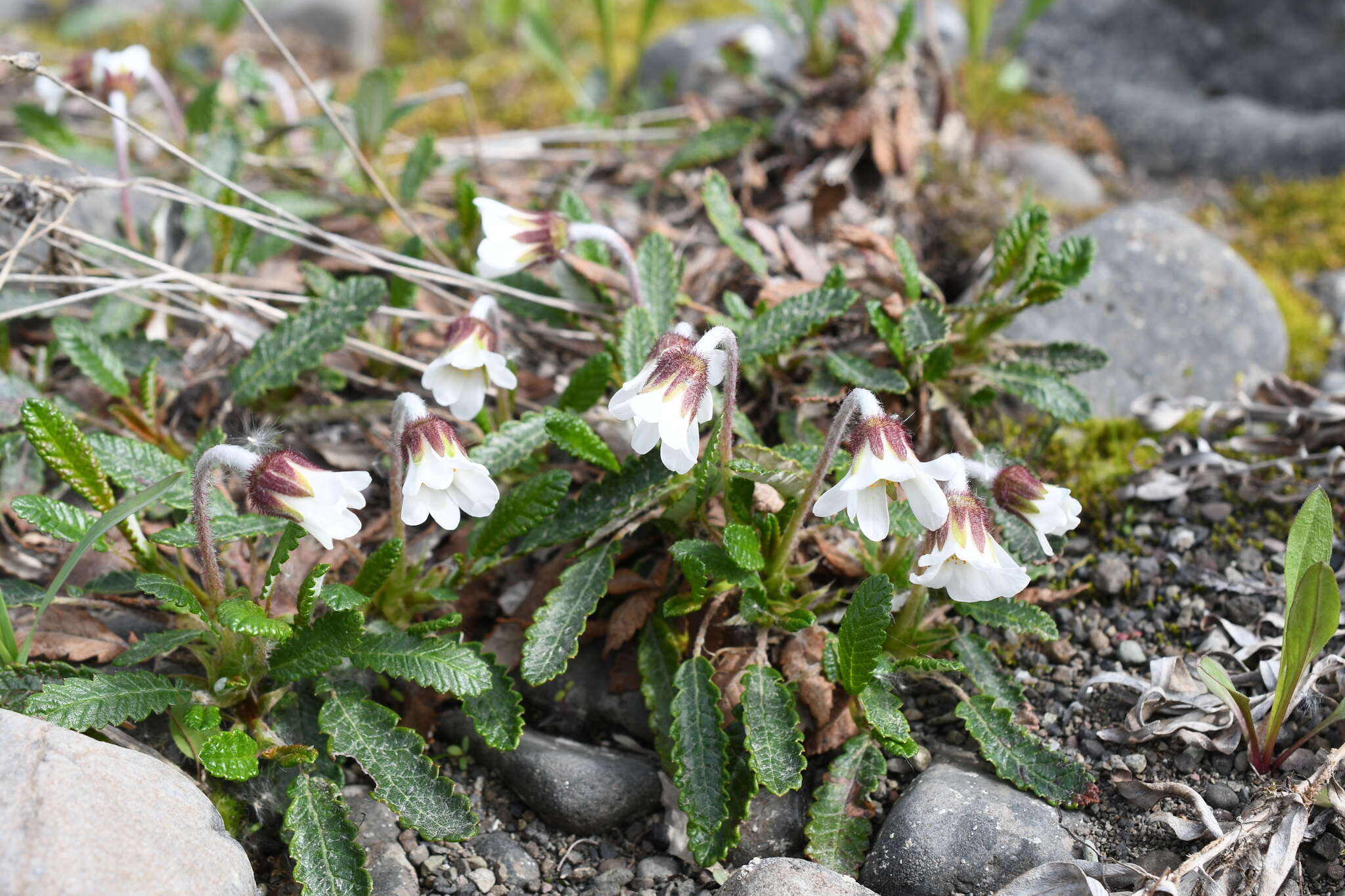 صورة Dryas grandis Juz.