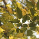 Image of Carpinus tropicalis (Donn. Sm.) Lundell